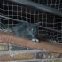 2 AYLIK RUSİAN BLUE MELEZİ..!! fotoğraf