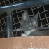 2 AYLIK RUSİAN BLUE MELEZİ..!! fotoğraf