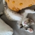 Zarife’ye Ömürlük Yuva Arıyoruz fotoğraf