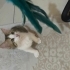 Ares’e Ömürlük Yuva Arıyoruz fotoğraf
