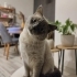 Erkek,Sakin Ev Kedisi fotoğraf