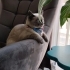 Erkek,Sakin Ev Kedisi fotoğraf