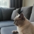 Erkek,Sakin Ev Kedisi fotoğraf