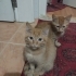 Sarman ve Calico kardeşlere acil geçici kalıcı yuva fotoğraf