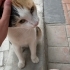 Dünyanın en sakin ve uysal kedisi fotoğraf
