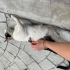Dünyanın en sakin ve uysal kedisi fotoğraf