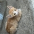1 anne 3 yavru kedi yuva ariyor fotoğraf