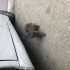 Acil yuva aranıyor fotoğraf