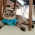 Oyun oynamayı seven fotoğraf