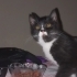Yavru kedi ücretsiz sahiplendirme fotoğraf