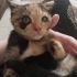 Yavru kedi ücretsiz sahiplendirme fotoğraf