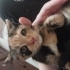 Yavru kedi ücretsiz sahiplendirme fotoğraf