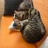 SEVECEN, UYSAL EV KEDİSİ fotoğraf