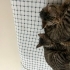 SEVECEN, UYSAL EV KEDİSİ fotoğraf