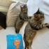 SEVECEN, UYSAL EV KEDİSİ fotoğraf