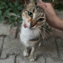 YAMUK DİL ŞAKŞUK İÇİN YUVA ARIYORUM! fotoğraf