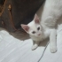 2.5 AYLIK ORJİNAL VAN KEDİSİ..!! fotoğraf