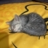 YAVRU KEDİ ACİL. fotoğraf
