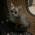 YAVRU KEDİ ACİL. fotoğraf