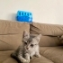 YAVRU KEDİ ACİL. fotoğraf