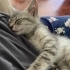YAVRU KEDİ ACİL. fotoğraf