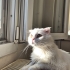 ÇOK ACİL YUVA ARIYORUZ fotoğraf