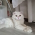 ÇOK ACİL YUVA ARIYORUZ fotoğraf