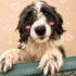 Ücretsiz sahiplenme terrier fotoğraf