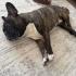 Ücretsiz sahiplenme French bulldog fotoğraf