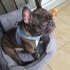 Ücretsiz sahiplenme French bulldog fotoğraf