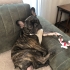 Ücretsiz sahiplenme French bulldog fotoğraf