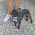 Ücretsiz sahiplenme French bulldog fotoğraf
