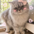 Ücretsiz sahiplenme British kedi fotoğraf