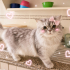 Ücretsiz sahiplenme British kedi fotoğraf