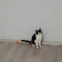 LİNO KALICI YUVA ARIYOR fotoğraf