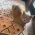🐾 BATKA’YA ÖMÜRLÜK YUVA ARIYORUZ 🏡💛 fotoğraf