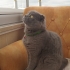 ADI GİBİ ASİL KEDİMİZE YUVA İLANI fotoğraf