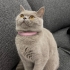 British Shorthair Dişi Kediye Ömürlük Yuva Aranıyor fotoğraf