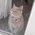 British Shorthair Dişi Kediye Ömürlük Yuva Aranıyor fotoğraf