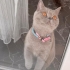 British Shorthair Dişi Kediye Ömürlük Yuva Aranıyor fotoğraf