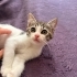 Sevimli insan canlısı yavru fotoğraf