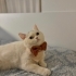 Temiz bakımlı pamuk yeni sahibi ni arıyor fotoğraf