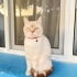 Zeynamız için yuva arıyoruz fotoğraf