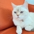 Zeynamız için yuva arıyoruz fotoğraf