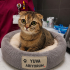 Ücretsiz sahiplenme pofidik Scottish fold yavru fotoğraf