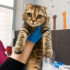 Ücretsiz sahiplenme pofidik Scottish fold yavru fotoğraf