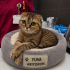 Ücretsiz sahiplenme pofidik Scottish fold yavru fotoğraf