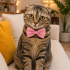 Ücretsiz sahiplenme pofidik Scottish fold yavru fotoğraf