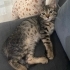 sahiplendirmek istiyoruz fotoğraf