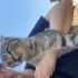 Sokakta yaşayan scottish kedi için yuva arıyoruz fotoğraf